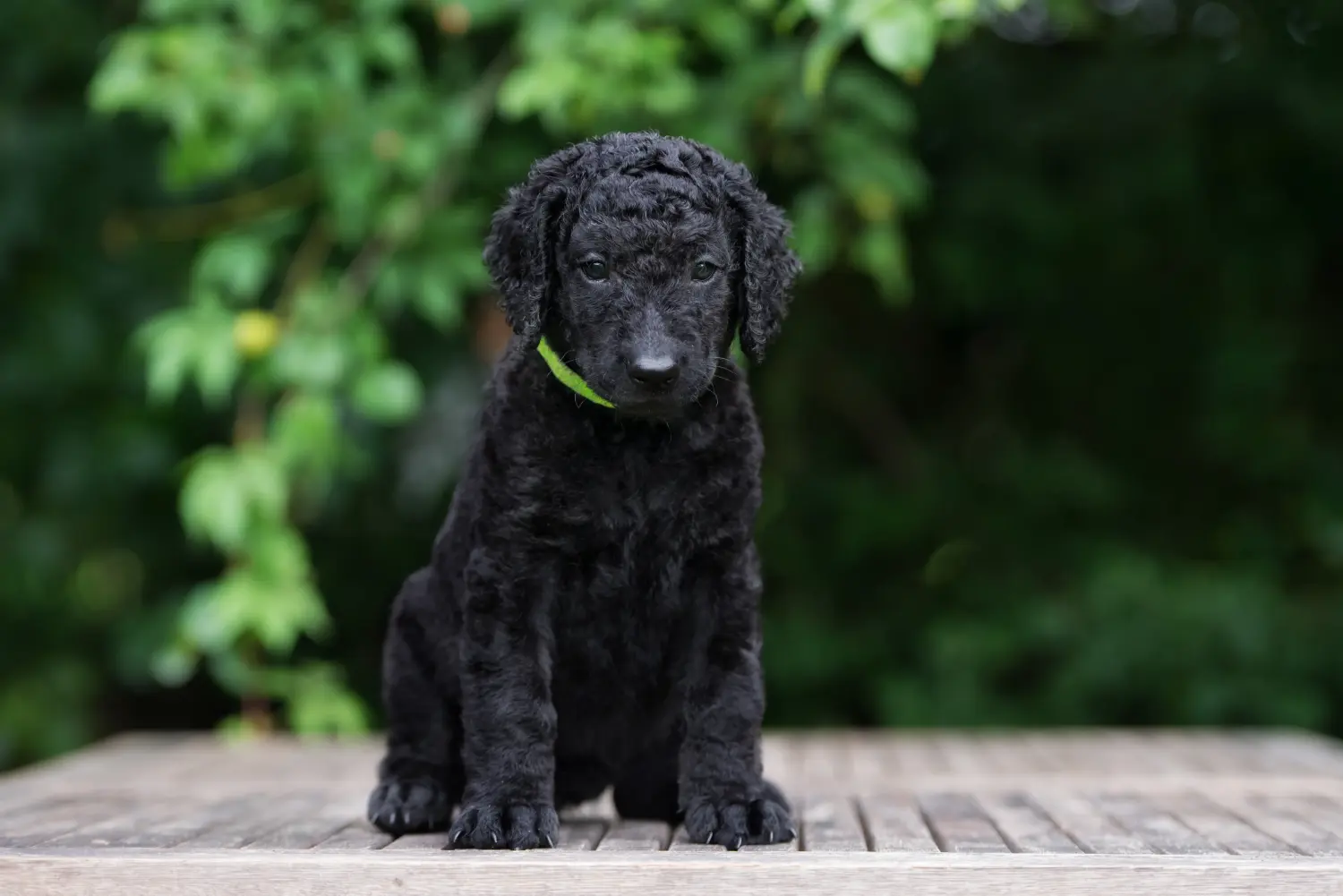 Cumpărarea unui cățeluș Curly Coated Retriever înseamnă asumarea responsabilității! Cumpărați căței Curly Coated Retriever.