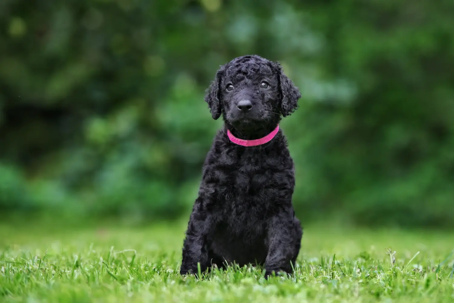 Cumpărarea unui cățeluș Curly Coated Retriever înseamnă asumarea responsabilității! Cumpărați căței Curly Coated Retriever.