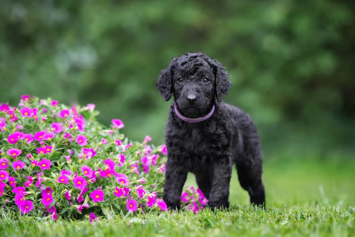 Cumpărarea unui cățeluș Curly Coated Retriever înseamnă asumarea responsabilității! Cumpărați căței Curly Coated Retriever.