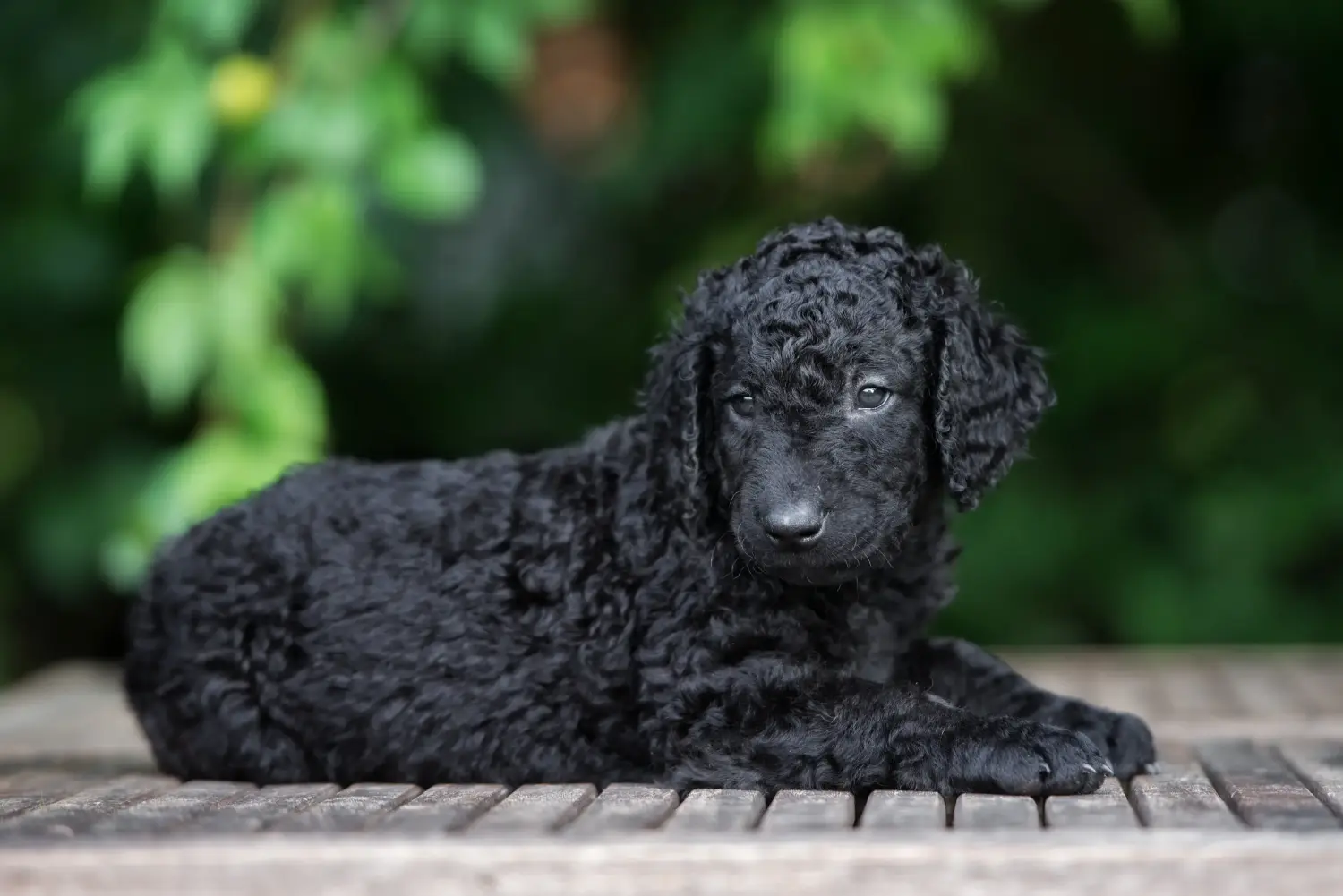 Cumpărarea unui cățeluș Curly Coated Retriever înseamnă asumarea responsabilității! Cumpărați căței Curly Coated Retriever.