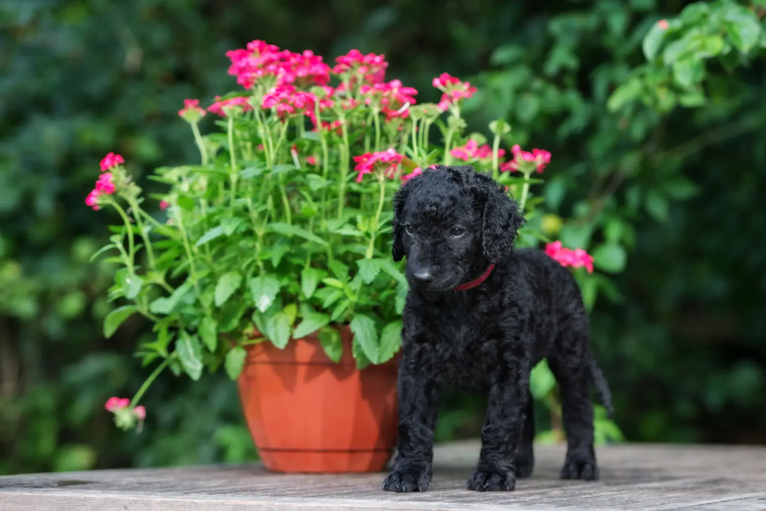 Cumpărarea unui cățeluș Curly Coated Retriever înseamnă asumarea responsabilității! Cumpărați căței Curly Coated Retriever.