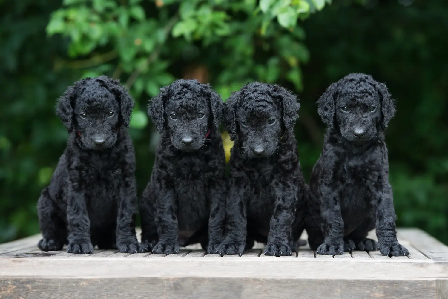 Cumpărarea unui cățeluș Curly Coated Retriever înseamnă asumarea responsabilității! Cumpărați căței Curly Coated Retriever.