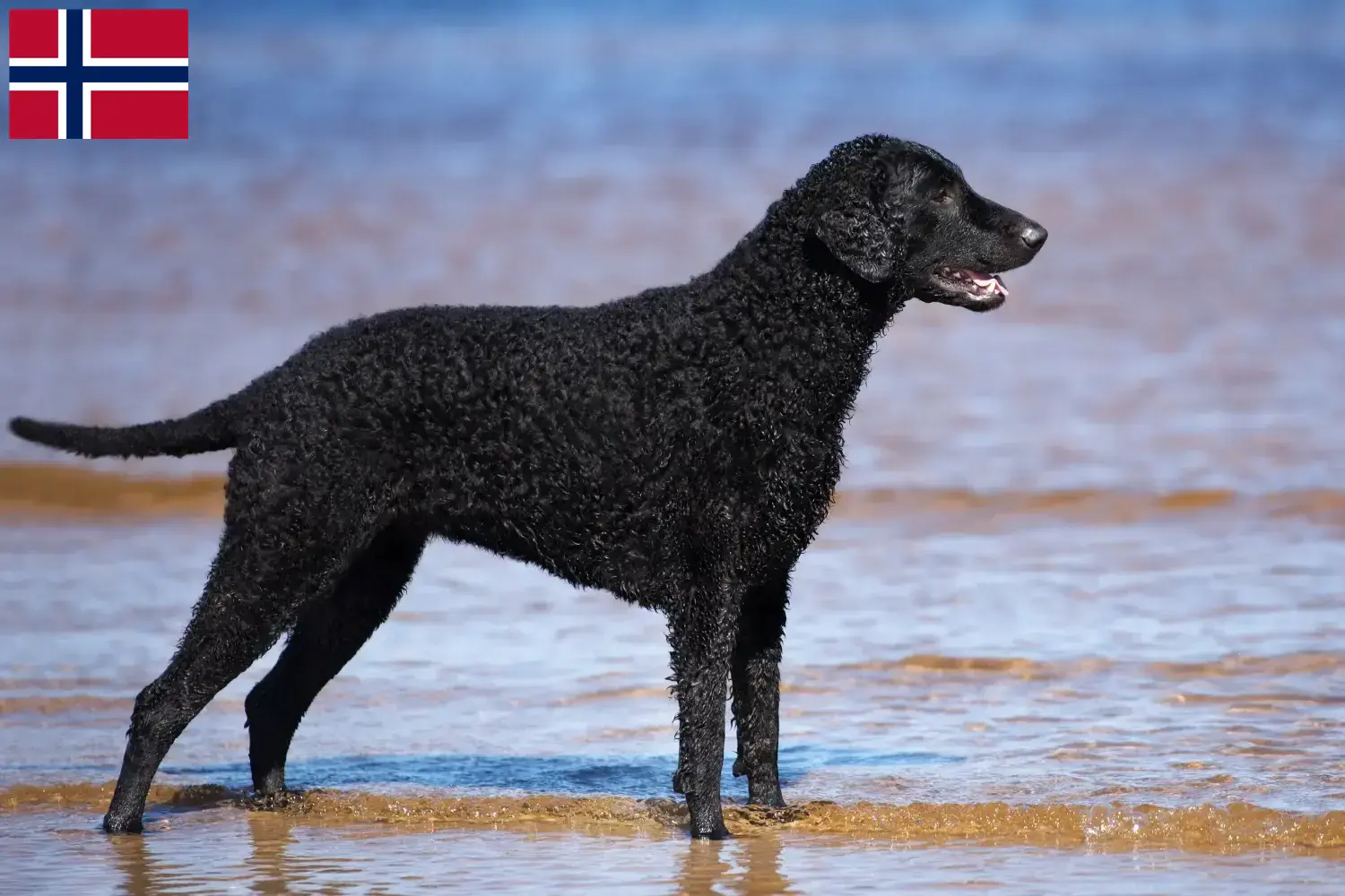 Read more about the article Curly Coated Retriever crescători și căței în Norvegia