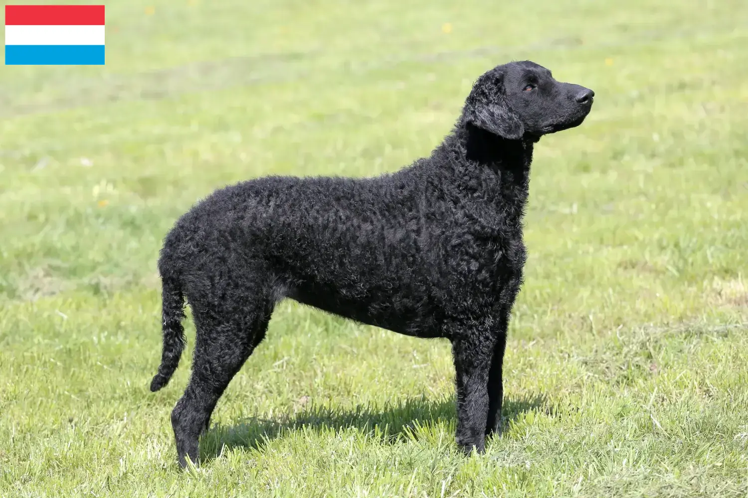 Read more about the article Crescători de Curly Coated Retriever și căței în Luxembourg