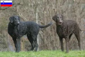 Read more about the article Curly Coated Retriever crescători și căței în Slovenia