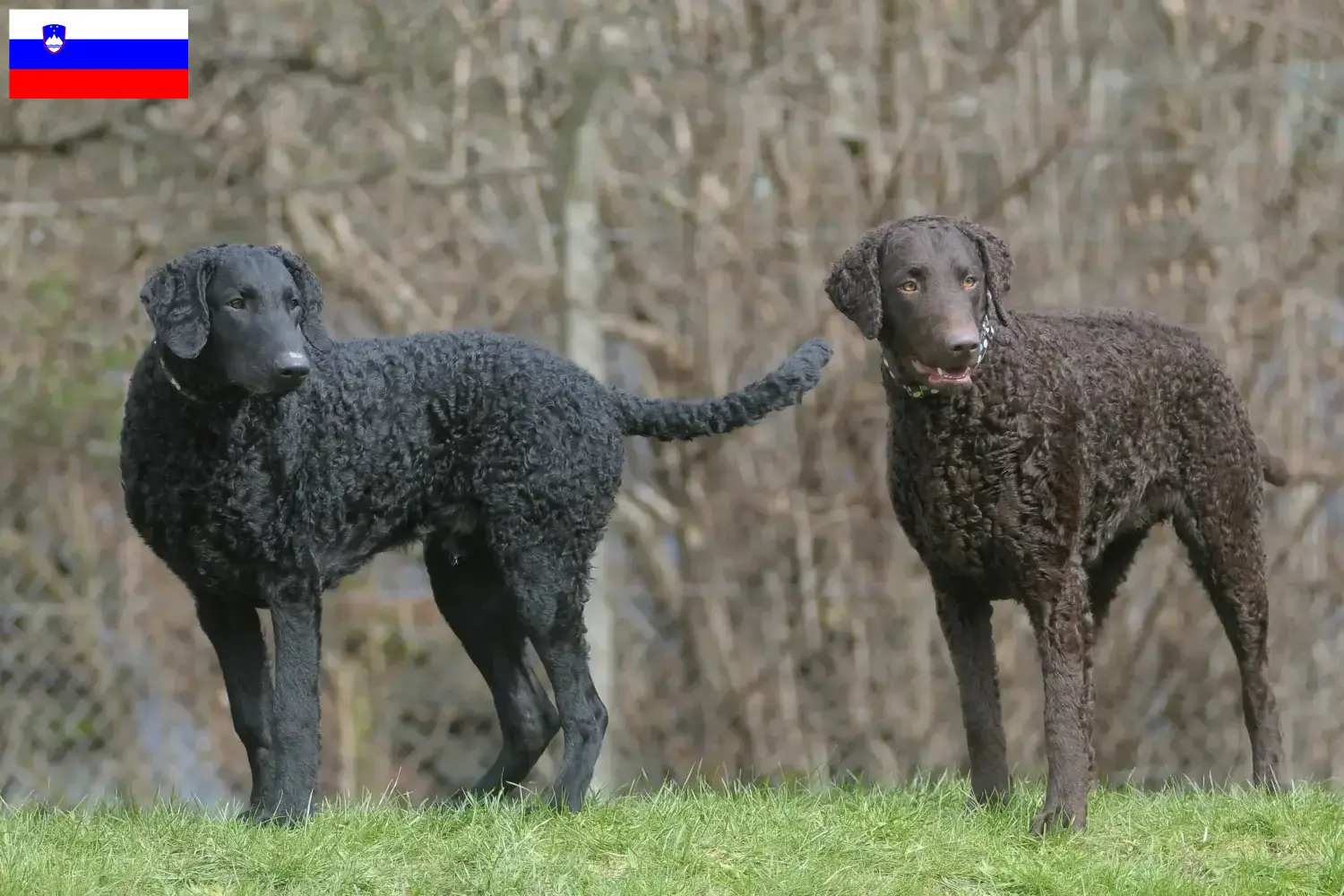 Read more about the article Curly Coated Retriever crescători și căței în Slovenia