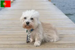 Read more about the article Dandie Dinmont Terrier crescători și căței în Portugalia
