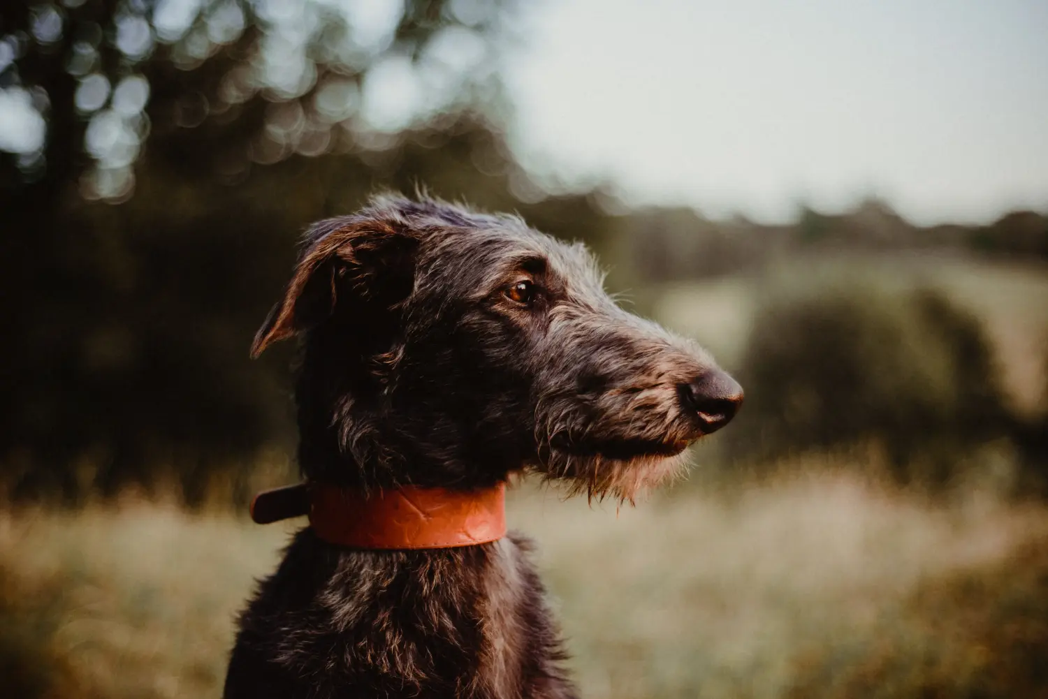 Cumpărarea unui cățel Deerhound înseamnă asumarea responsabilității! Cumpărați căței Deerhound.