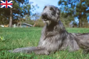 Read more about the article Crescători de Deerhound și căței în Marea Britanie