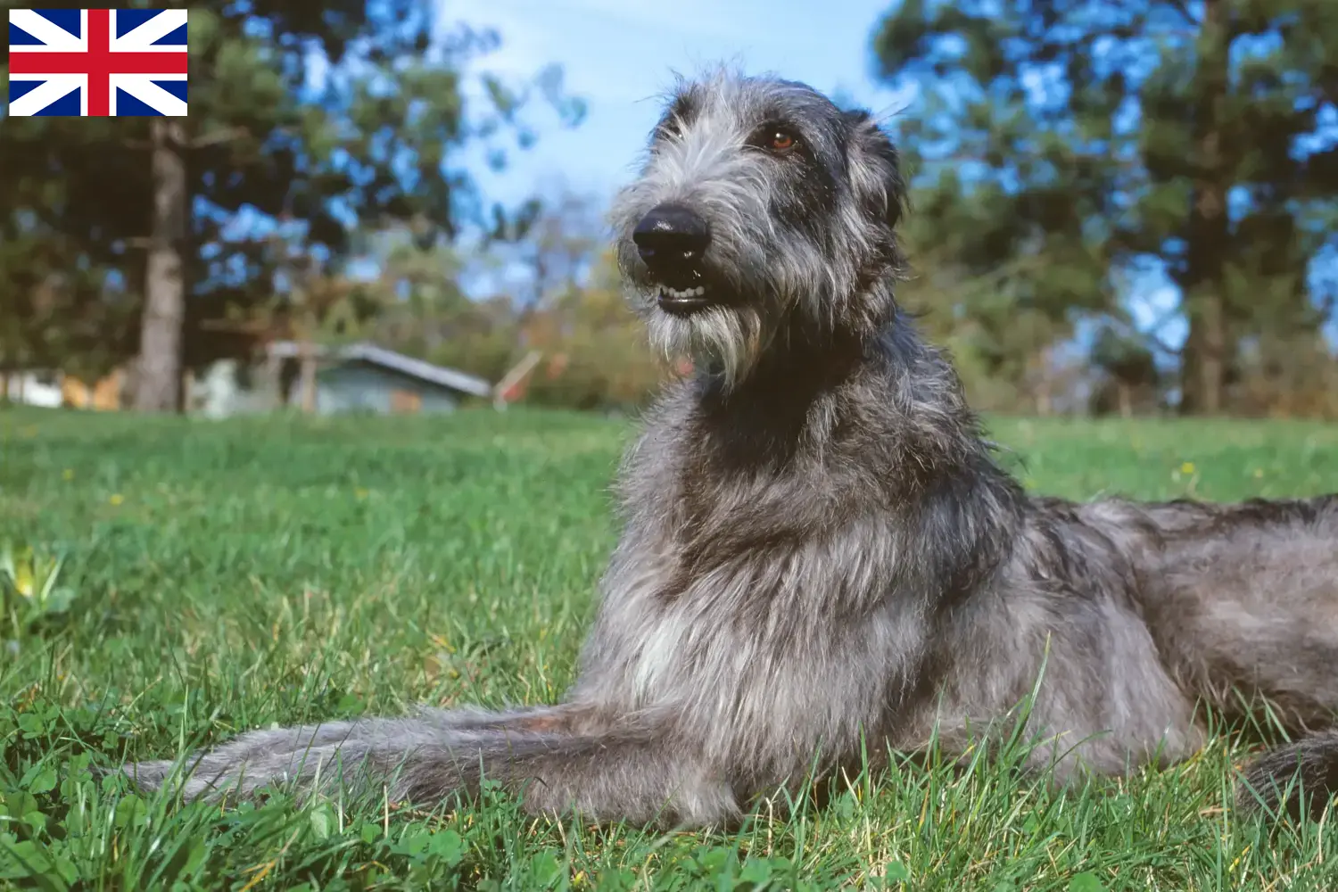 Deerhound căței și crescători Marea Britanie Aici puteți găsi crescători de Deerhounds din Marea Britanie.