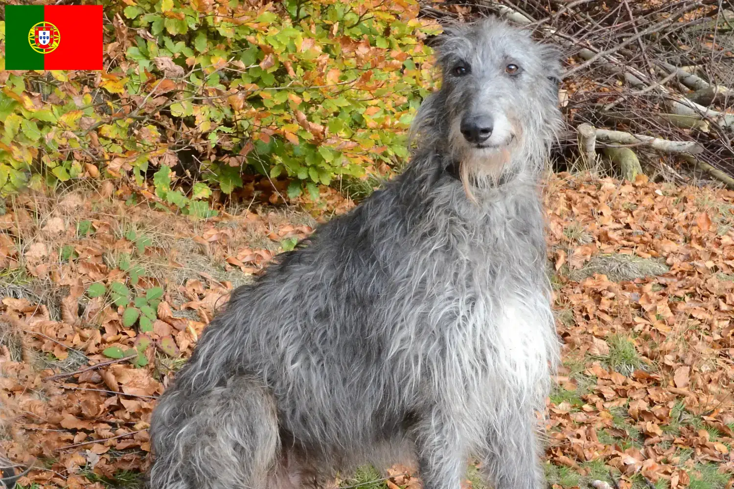 Deerhound căței și crescători Portugalia Aici puteți găsi crescători de Deerhounds în Portugalia.