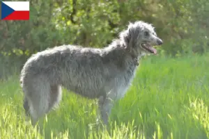 Read more about the article Crescători și căței Deerhound în Republica Cehă