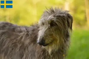 Read more about the article Crescători și căței Deerhound în Suedia