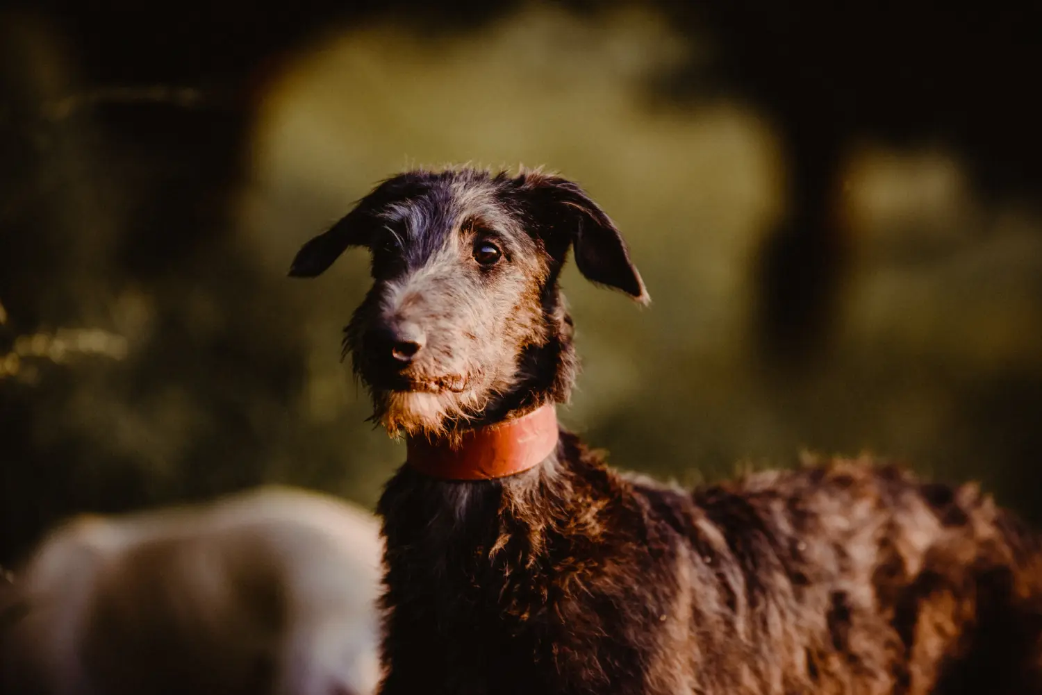 Cumpărarea unui cățel Deerhound înseamnă asumarea responsabilității! Cumpărați căței Deerhound.