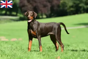 Read more about the article Crescători și căței Doberman în Marea Britanie