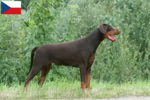 Read more about the article Crescători și căței Doberman în Republica Cehă