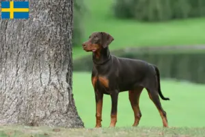 Read more about the article Crescători și căței Doberman în Suedia