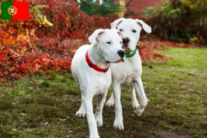 Read more about the article Crescători și căței Dogo Argentino în Portugalia