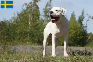 Read more about the article Crescători și căței Dogo Argentino în Suedia