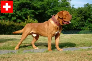 Read more about the article Crescători și căței Dogue de Bordeaux în Elveția