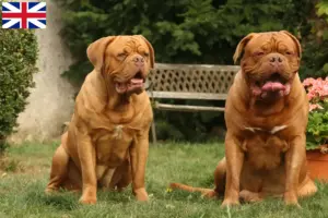 Read more about the article Dogue de Bordeaux crescători și căței în Marea Britanie