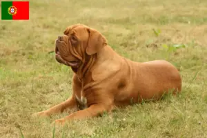 Read more about the article Dogue de Bordeaux crescători și căței în Portugalia