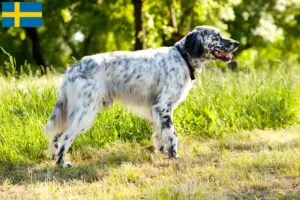 Read more about the article Crescători și căței Setter Englez în Suedia