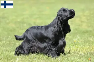 Read more about the article English Cocker Spaniel crescători și căței în Finlanda