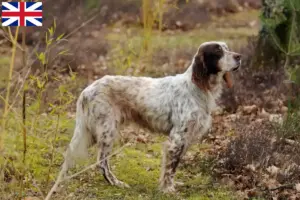 Read more about the article Crescători și căței Setter Englez în Marea Britanie