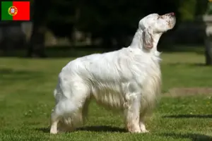 Read more about the article Crescători și căței Setter Englez în Portugalia