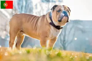 Read more about the article Crescători de Bulldog Englez și căței în Portugalia