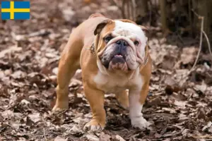 Read more about the article Crescători de Bulldog Englez și căței în Suedia