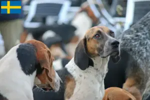 Read more about the article Crescători de Foxhound Englez și căței în Suedia