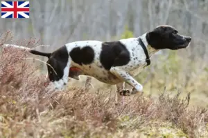 Read more about the article English Pointer crescători și căței în Marea Britanie