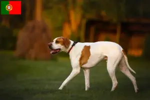 Read more about the article English Pointer crescători și căței în Portugalia