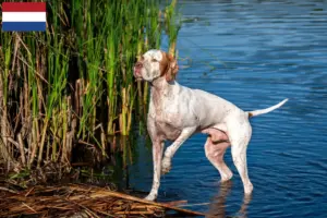 Read more about the article Crescători de Pointer Englez și căței în Olanda