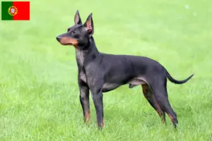 Read more about the article English Toy Terrier crescători și căței în Portugalia