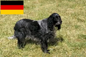 Read more about the article Epagneul Bleu de Picardie crescători și căței în Germania