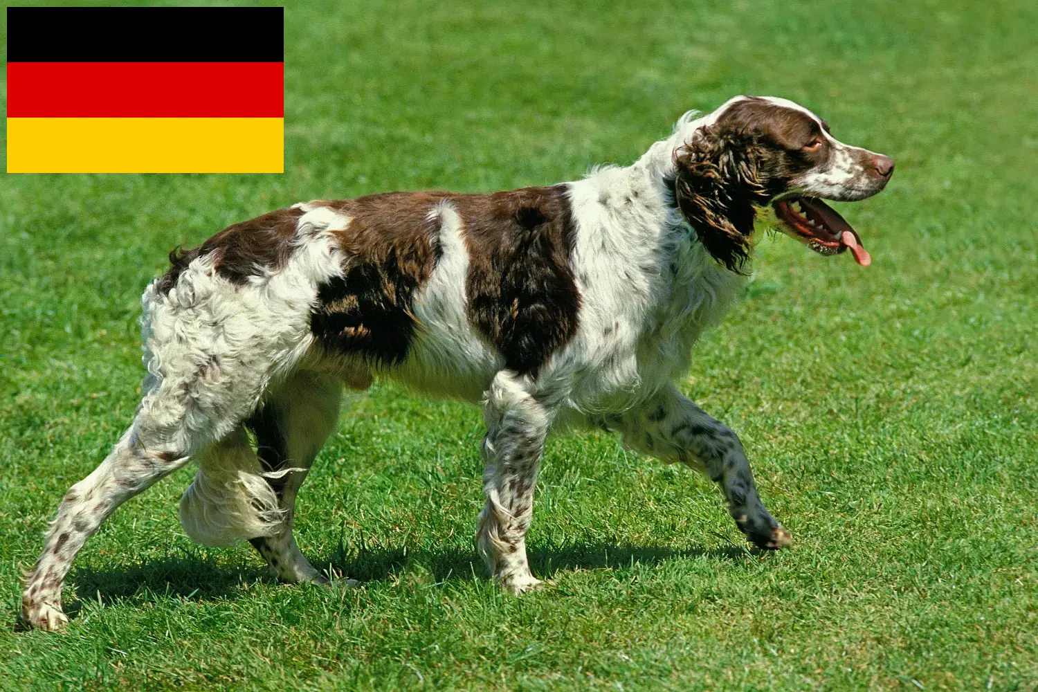 Read more about the article Épagneul français crescători și căței în Germania