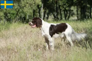 Read more about the article Épagneul français crescători și căței în Suedia