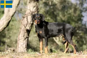 Read more about the article Erdélyi Kopó crescători și căței în Suedia