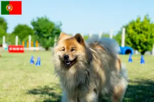 Read more about the article Eurasier crescători și căței în Portugalia