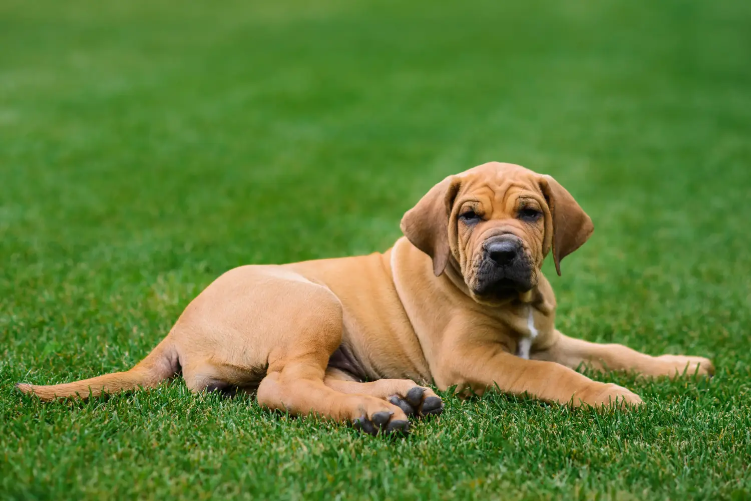 Cumpărarea unui cățel Fila Brasileiro înseamnă asumarea responsabilității! Cumpărați cățeluși Fila Brasileiro.