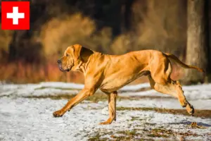 Read more about the article Crescători și căței Fila Brasileiro în Elveția