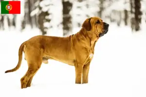 Read more about the article Crescători de Fila Brasileiro și căței în Portugalia
