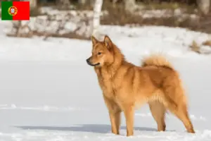 Read more about the article Finnspitz crescători și căței în Portugalia