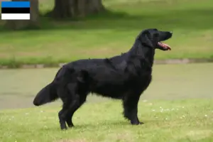 Read more about the article Flat Coated Retriever crescători și căței în Estonia