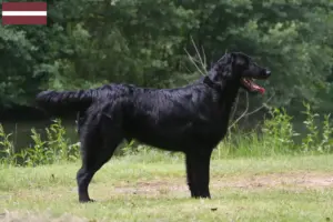 Read more about the article Flat Coated Retriever crescători și căței în Letonia