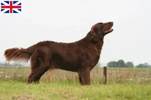Read more about the article Flat Coated Retriever crescători și căței în Marea Britanie