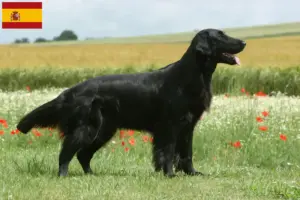 Read more about the article Flat Coated Retriever crescători și căței în Spania